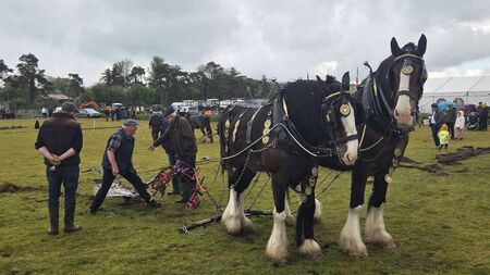 Watch video: Traditional horse ploughing proves a big draw at  ploughing championships