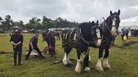 Watch video: Traditional horse ploughing proves a big draw at  ploughing championships 