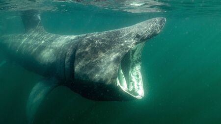 Local filmmaker to showcase basking sharks on BBC's Springwatch this week