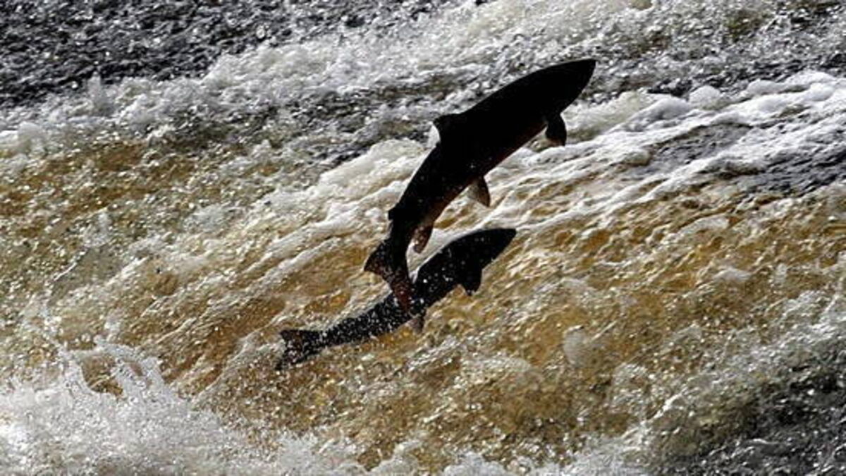 Over 20,000 fish estimated to have been killed in Louth river