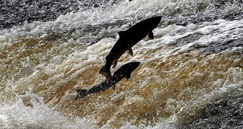 Over 20,000 fish estimated to have been killed in Louth river