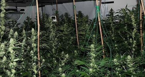 Man (40s) arrested after gardaí discover growhouse in Cork