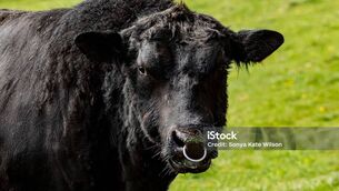 <p>It’s a sight to see, two bulls fighting; they charged at each other repeatedly, and the dull sound of their broad foreheads thudding together could be heard for half a mile.</p>