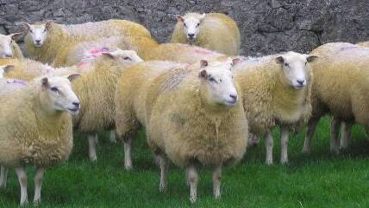 Roscommon farm to host sheep conference workshop