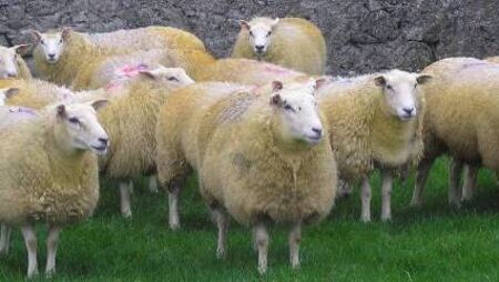 Roscommon farm to host sheep conference workshop 