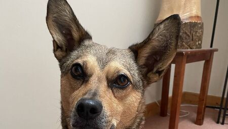 Local dog Rua is seeking your vote in Nose of Tralee Competition
