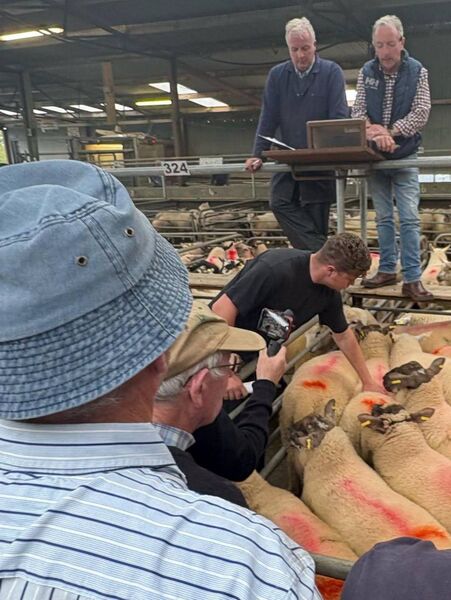 Thank you to Frank Tiernan for this great photo taken at Elphin Mart last week.