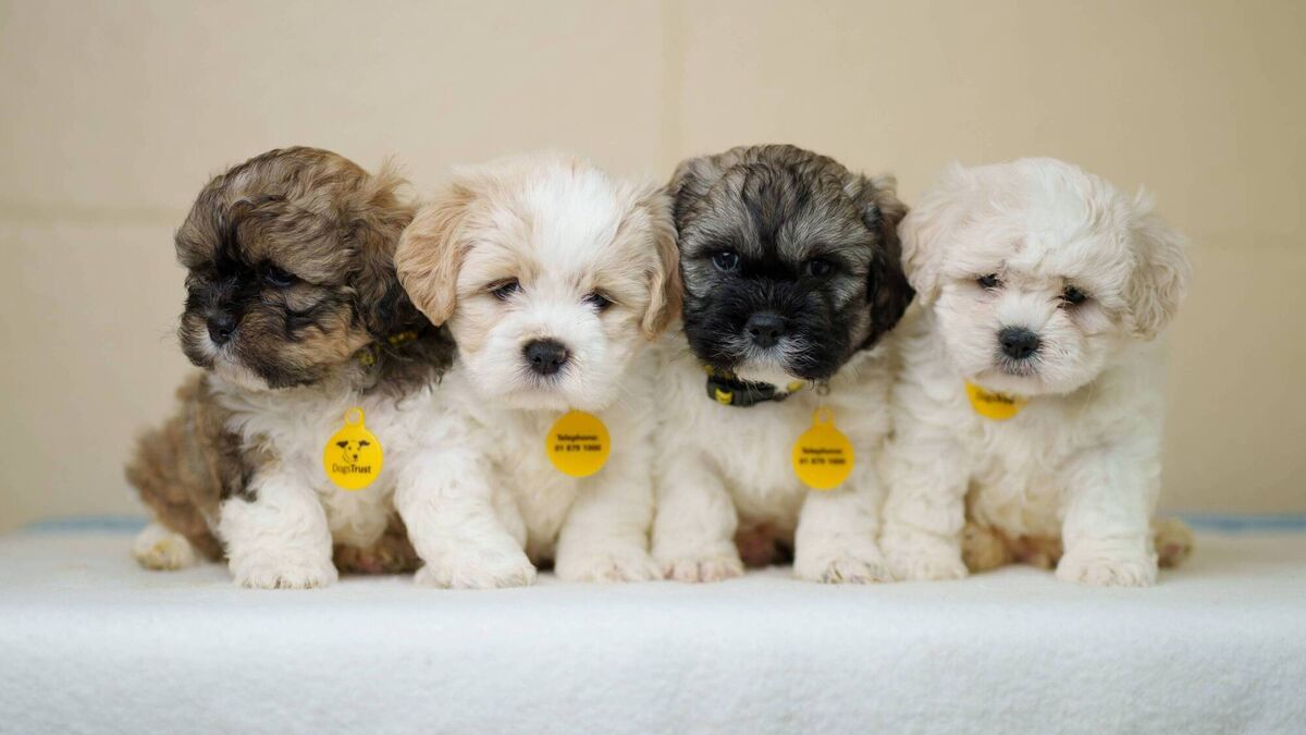 The nation's quirkiest dog names revealed