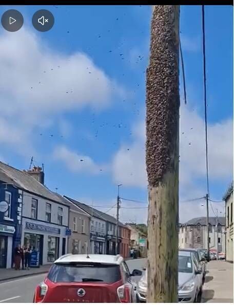 A beekeeper has been called to resolve the issue. A beekeeper has been called to resolve the issue.