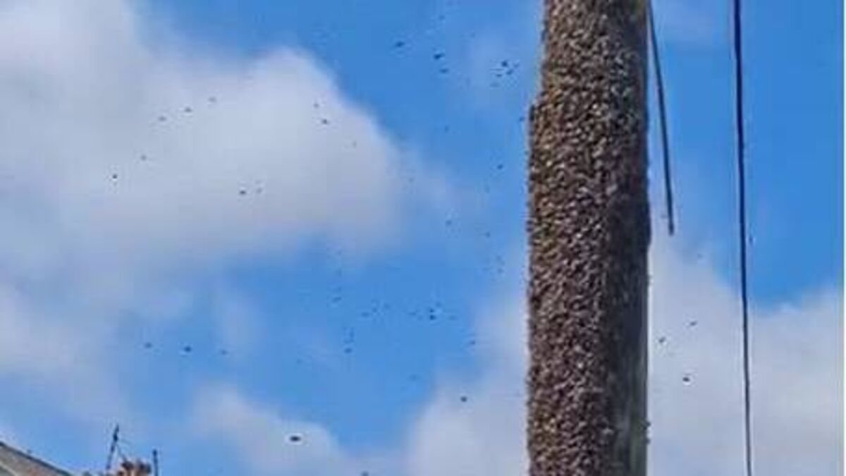 Watch: County Roscommon town a hive of activity after bees swarm