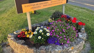 <p>Members of Roscommon Tidy Towns Association say they were shocked to discover that someone stole some of the flowers from the town's flower beds. Pic: Roscommon Tidy Towns</p>