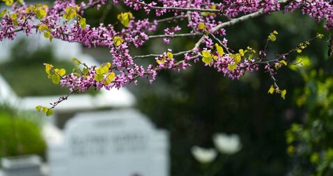 Graveyard caretakers get 'a mere €10 per week'
