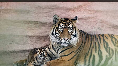 Sumatran Tiger litter welcomed at Fota