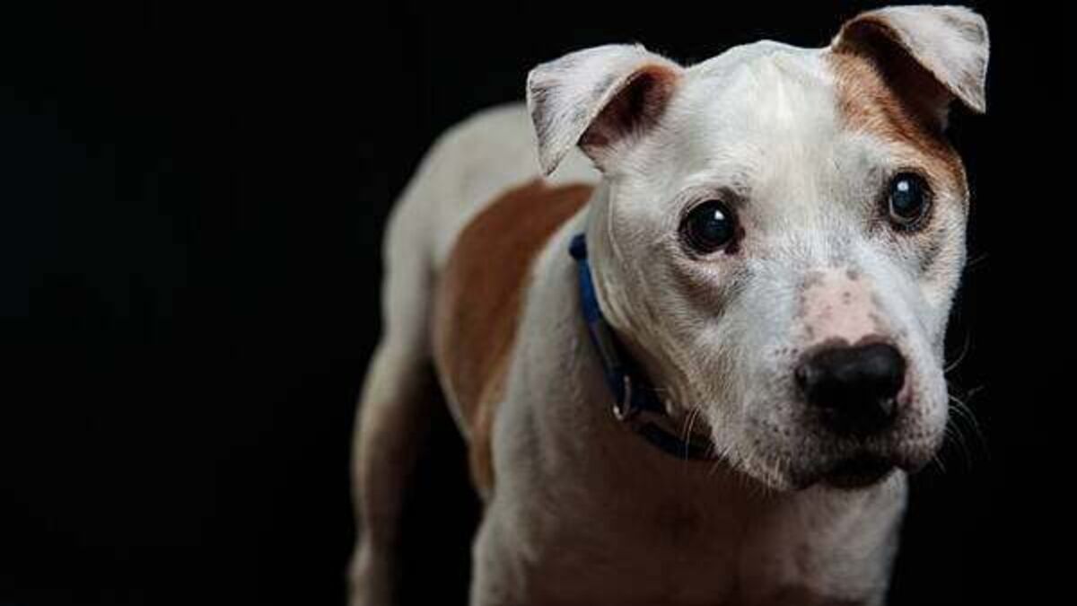 Alleged burglar left his dog behind at Dublin crime scene, court hears