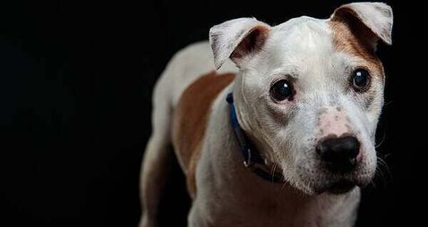 Alleged burglar left his dog behind at Dublin crime scene, court hears