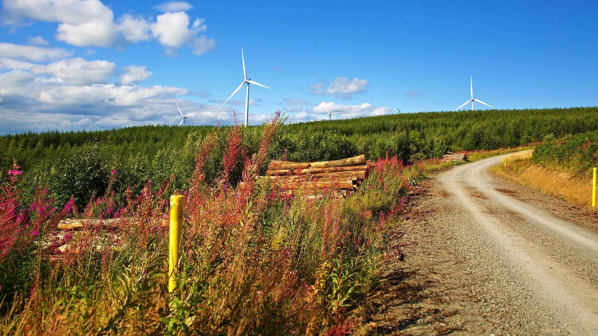 Roscommon ranked in top seven of best places for a summer walk