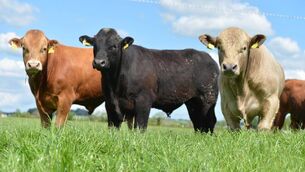 <p>The meeting is being organised to ensure stability in the live export business.</p> <p>The meeting is being organised to ensure stability in the live export business.</p>