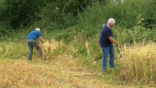 <p>The Mid-Roscommon Vintage Club launched its third annual Harvest Day Festival on Saturday last when members harvested oats for the upcoming event. Picture shows members using a scythe to cut oats on Saturday in Killashee.</p>