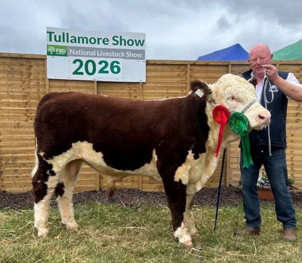 Padraig McGrath with Kye Hero 108 a red rosette winner and first in his class at Tullamore Show. Padraig McGrath with Kye Hero 108 a red rosette winner and first in his class at Tullamore Show.