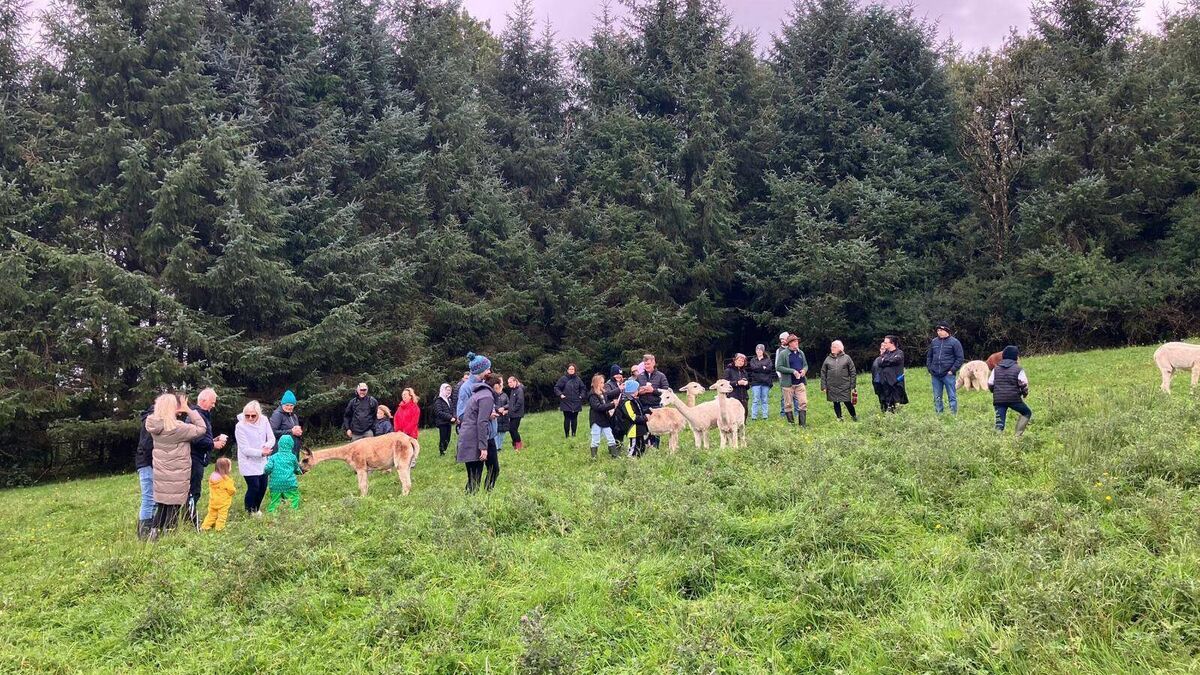 Two County Roscommon farms to open their gates to the public for unique experience