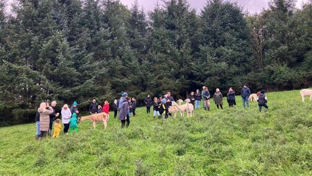 Two County Roscommon farms to open their gates to the public for unique experience