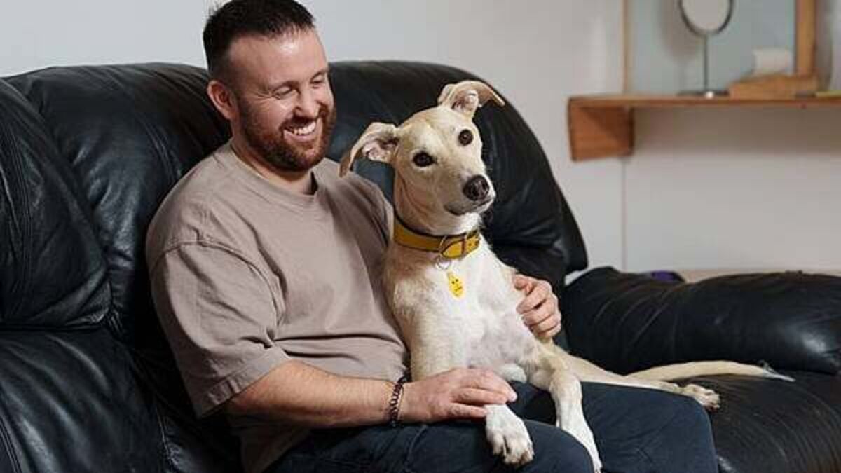 Irish owners say companionship is the thing they love most about dogs