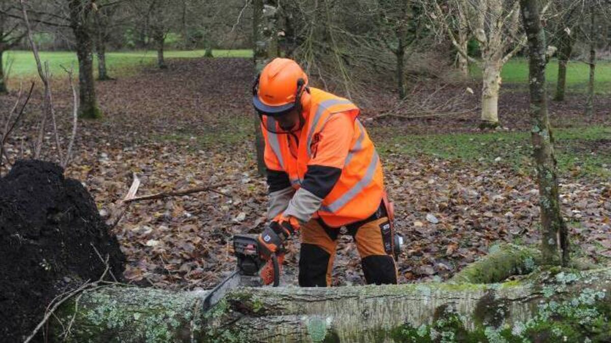 Free chainsaw training courses now open 