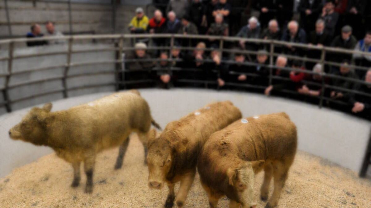 Mass of Remembrance to mark 50 years of local mart