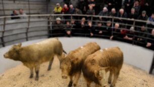<p>For half a century, Castlerea Co-Operative Livestock Mart has been part of the fabric of the town and farming community.</p> <p>For half a century, Castlerea Co-Operative Livestock Mart has been part of the fabric of the town and farming community.</p>
