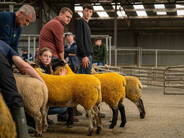 Alexandra Lavin from Tibohine is a young handler showing a keen eye at Elphin Agricultural Show on Saturday. Pic; Breda Durr Alexandra Lavin from Tibohine is a young handler showing a keen eye at Elphin Agricultural Show on Saturday. Pic; Breda Durr
