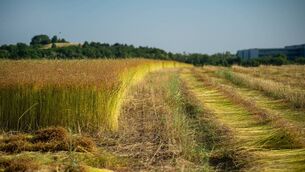 <p>Farming, faith, music, food and conversation will come together in Boyle on Sunday, October 18th for a special Harvest Celebration.</p>