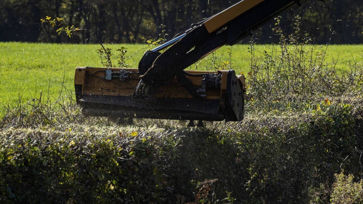 Level of road verge trimming in the county 'very poor'