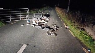 <p>Rubbish tipped out on the Glenamaddy-Dunmore Road on Thursday night. A farmer’s gate was also opened with livestock in the field.</p> <p>Rubbish tipped out on the Glenamaddy-Dunmore Road on Thursday night. A farmer’s gate was also opened with livestock in the field.</p>
