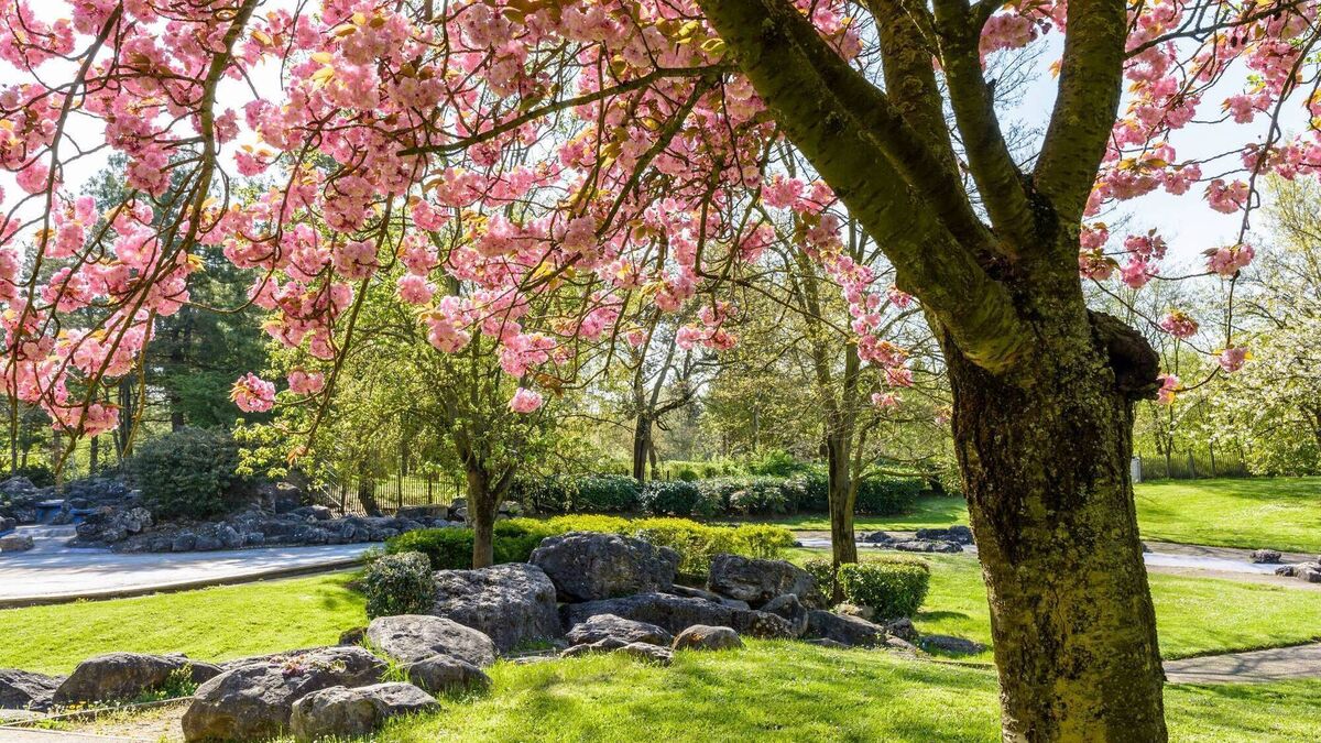 Public park for Strokestown supported by councillors