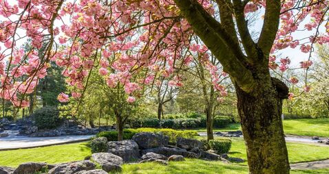 Public park for Strokestown supported by councillors