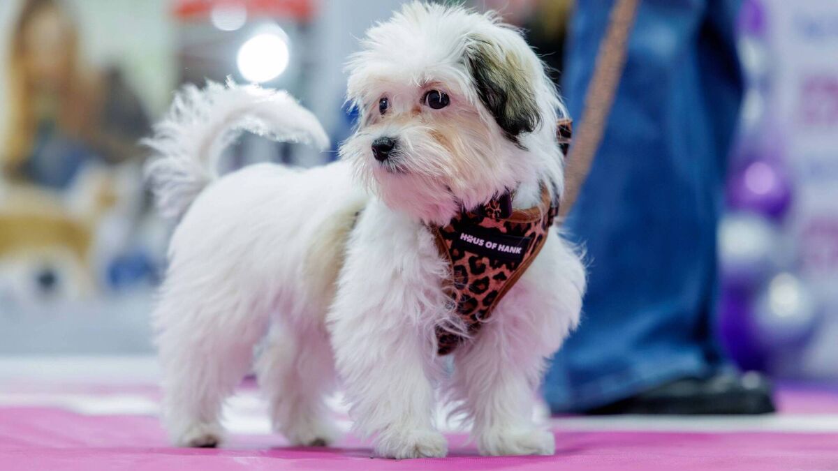 Nellie flies the flag for Roscommon at Puppy of the Year final