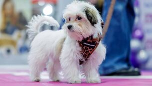 <p>Nellie, a Maltese Cross represented County Roscommon at the Petmania Puppy of the Year 2026 Grand Final.</p>