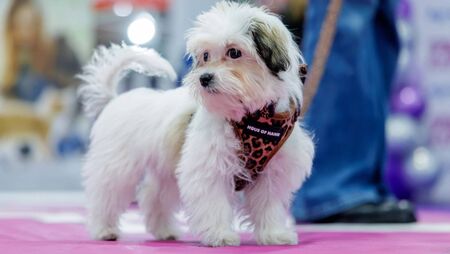 Nellie flies the flag for Roscommon at Puppy of the Year final